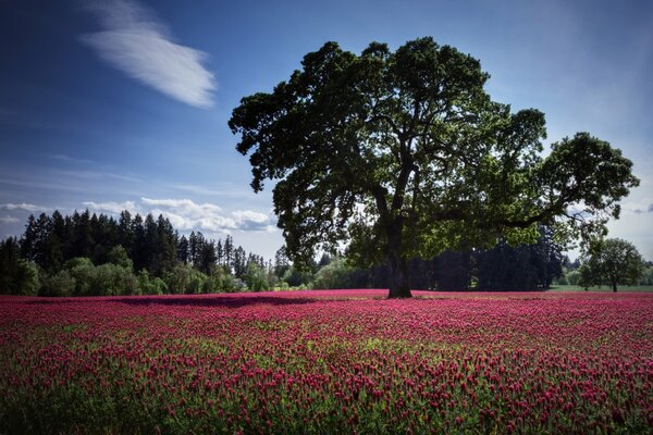 Campo di fiori rossi con albero solitario