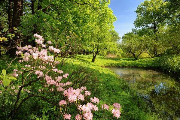 Schöne Bäume und Blumen im Wald. Sonnige Waldlandschaft