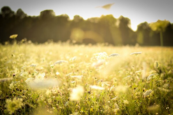 Campo con flores silvestres blancas