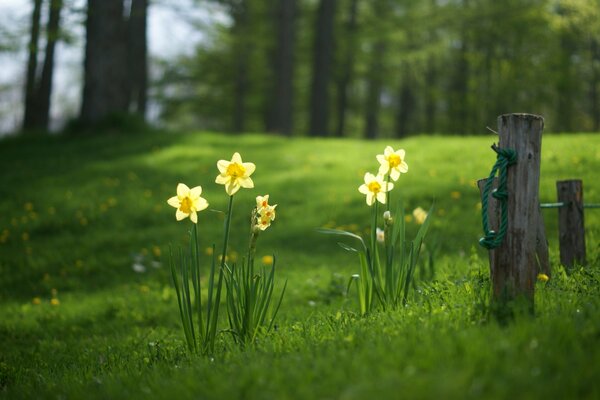 Narcisi al sole nella foresta estiva