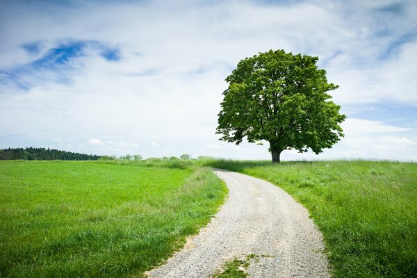 Field road along bright green grass