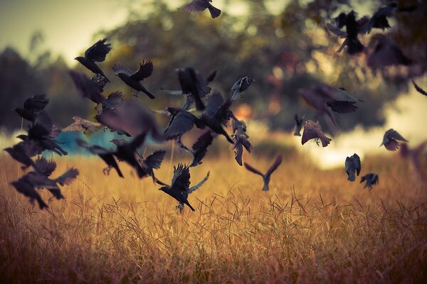 Voler au-dessus du champ d oiseaux dans la nature