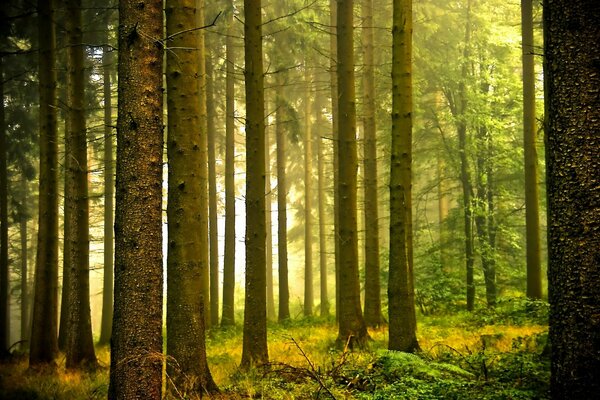 La luz se abre paso a través de los troncos de los árboles en el bosque