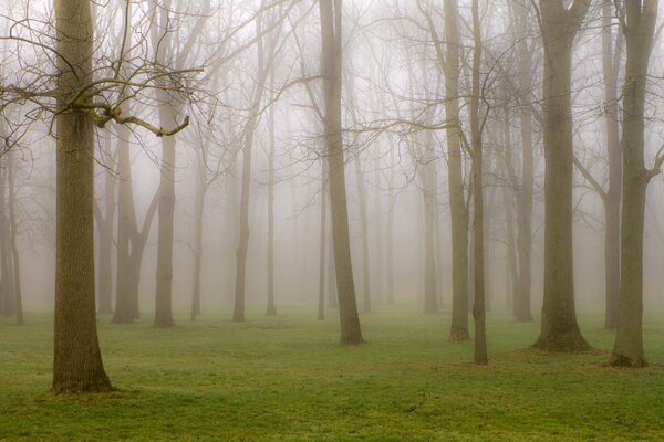 Parc sur fond brumeux