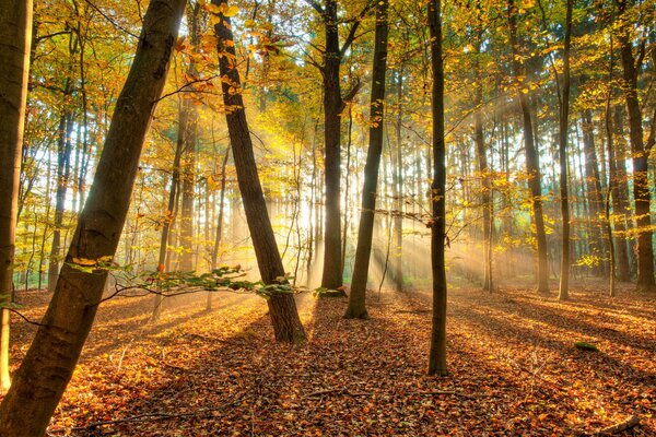 El bosque de otoño y la luz del sol