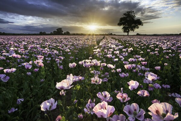 Feld von rosa Mohnblumen bei Sonnenuntergang