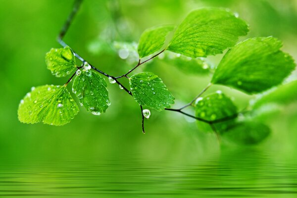 Drops on leaves nature macro