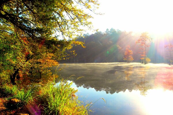 Sonnenstrahlen am See in der Nähe des Waldes