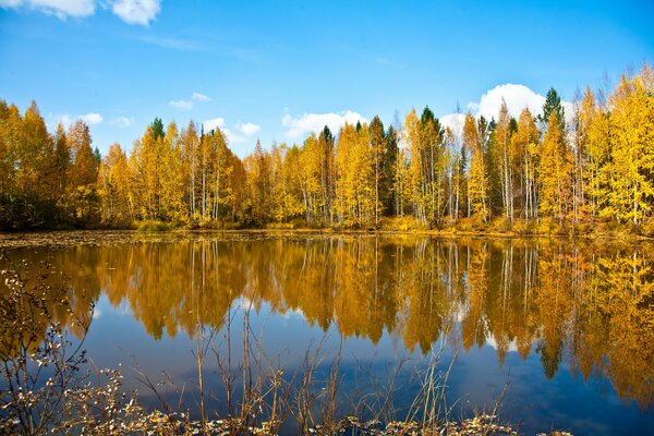 Autumn nature on the banks of the Ob river