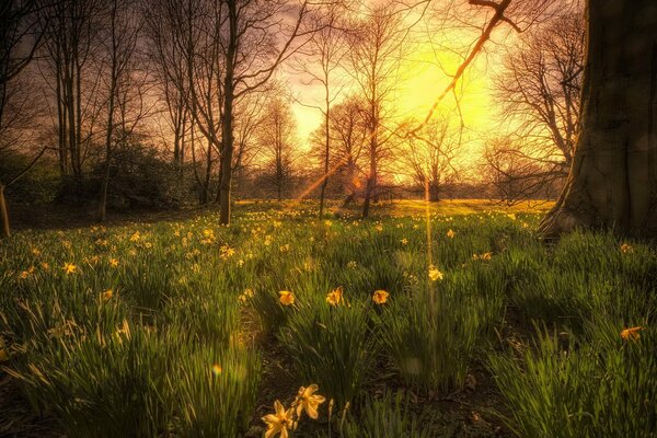 Sunset in the green forest