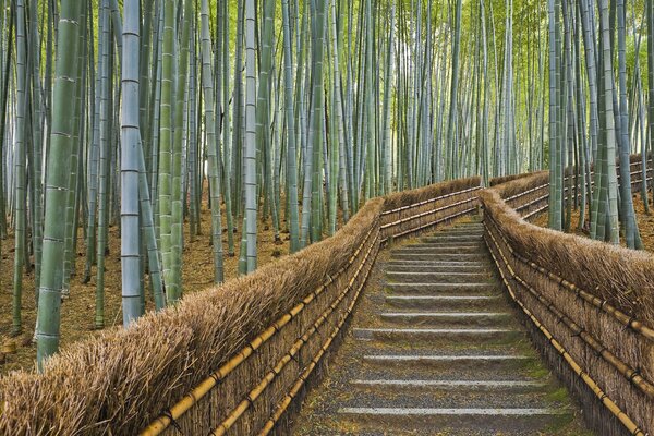 Viel Bambus wächst in Japan im Weg und die Flüssigkeit kommt von innen heraus