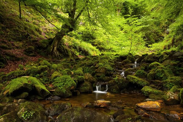 Камни покрытые мохом в маленькой лесной речке