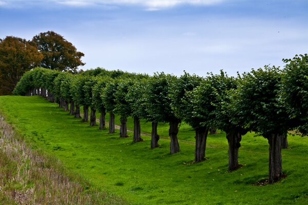 Sendero, árboles en fila en Alemania