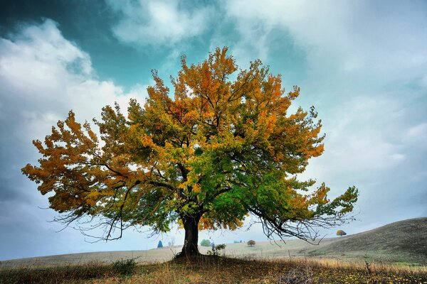 Samotne rozłożyste drzewo pocałowane jesienią
