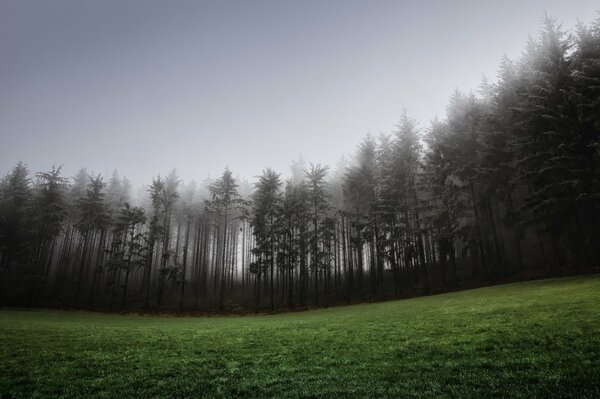 Pelouse verte et forêt de conifères dans le brouillard