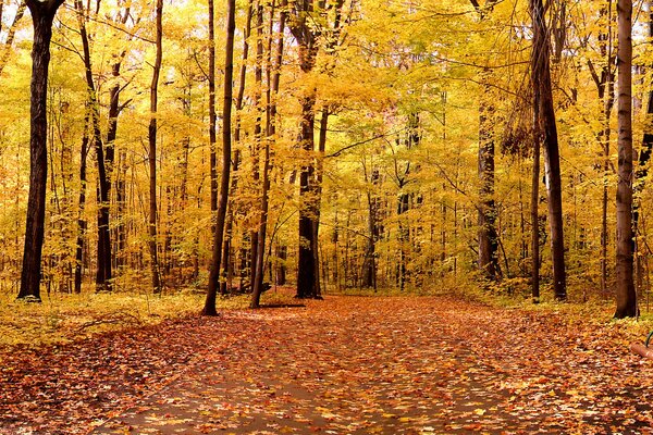 Осенний пейзаж листьев в парке