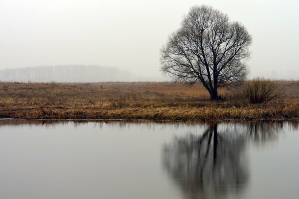 A tree by the water with a reflection on the background of a nebula