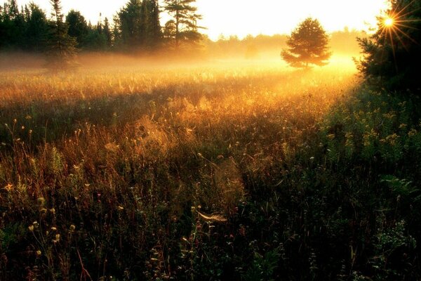 Landscape with trees and grass. The sun peeks through the branches