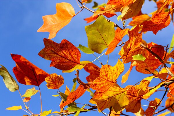 Hojas de otoño. Pinturas de otoño