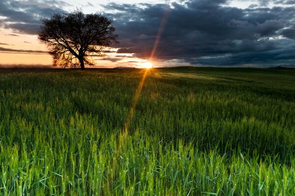 Campo verde nei raggi del tramonto