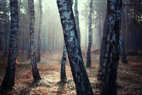 Abedules en el fondo del bosque de otoño