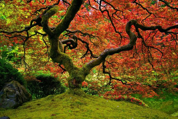 Erstaunlich schöner japanischer Garten