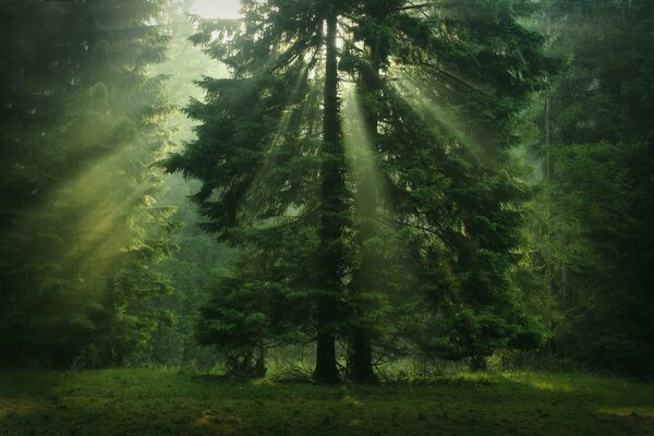 Wald bei Sonneneinstrahlung, die sich durch die Baumkronen schleicht