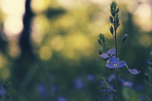 Niebieski wiosenny kwiat w cieniu