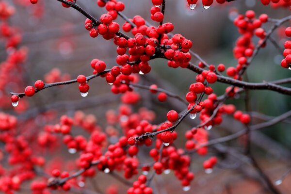 Bacche di sorbo rosso sotto la pioggia