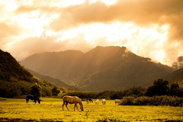 Horses grazing in a meadow near the mountains