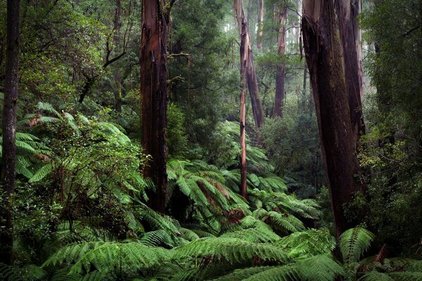 Matorrales de helechos de un denso bosque verde