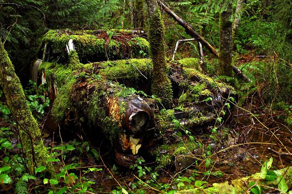 Viejo coche cubierto en el bosque