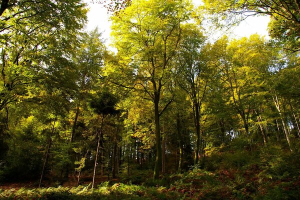 Forêt d automne sur une journée ensoleillée