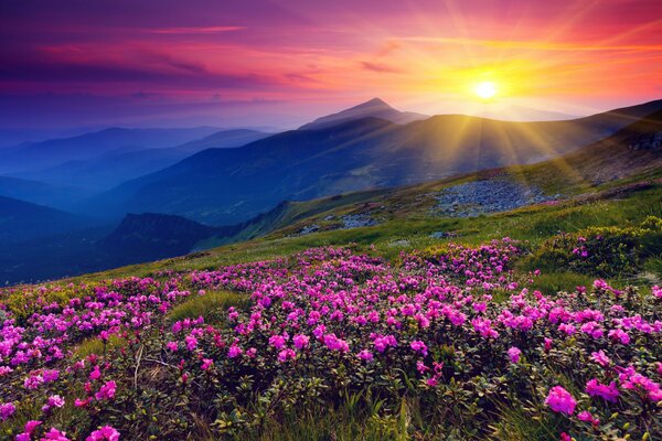 Foto di fiori in montagna al tramonto