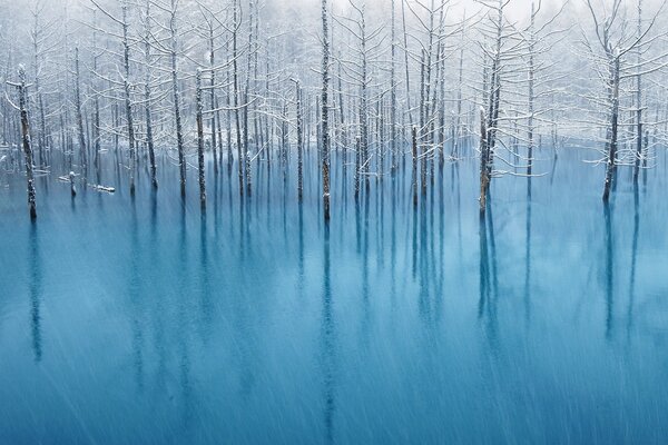 Деревья в туманной воде