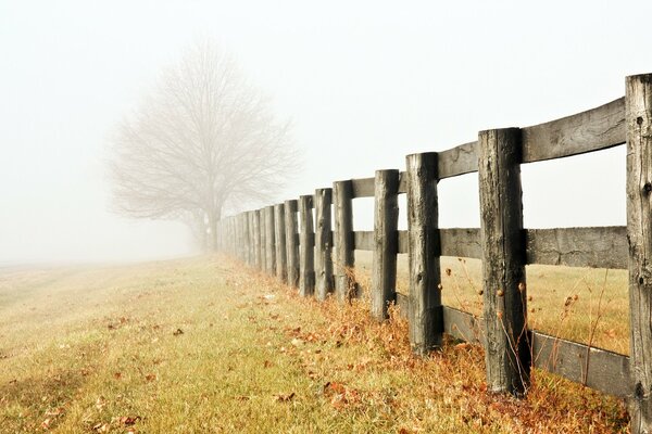 Einsamer Baum am Zaun im Nebel