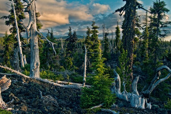 Dead dense spruce forest