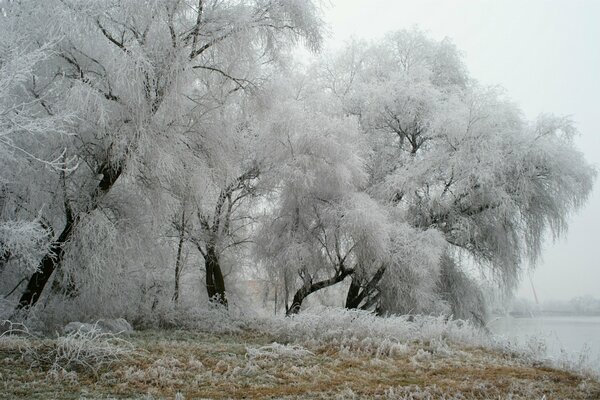 Frost on the trees in the winter park