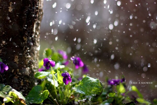 Gouttes de pluie tombant sur les violettes