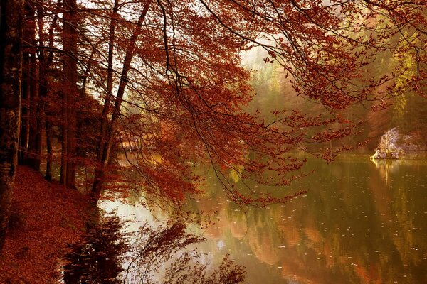 Árbol con hojas amarillentas junto al río