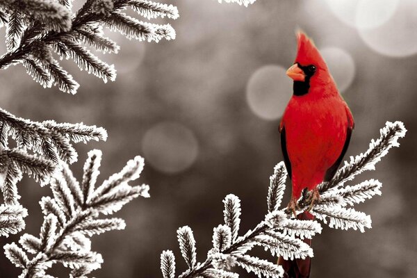 Roter Vogel auf einem Winterzweig