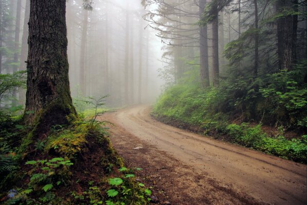 Forest road going into the fog