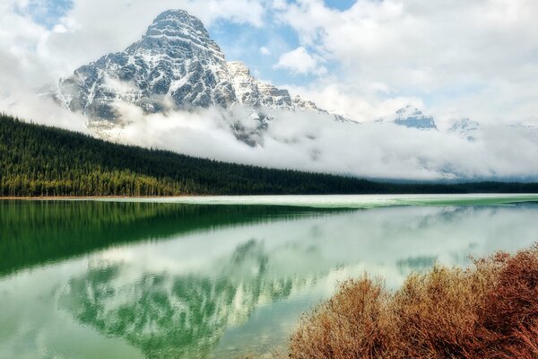 Beautiful landscape. Forest on the background of mountains