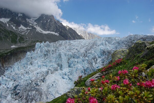 Fond d écran de bureau montagnes et fleurs