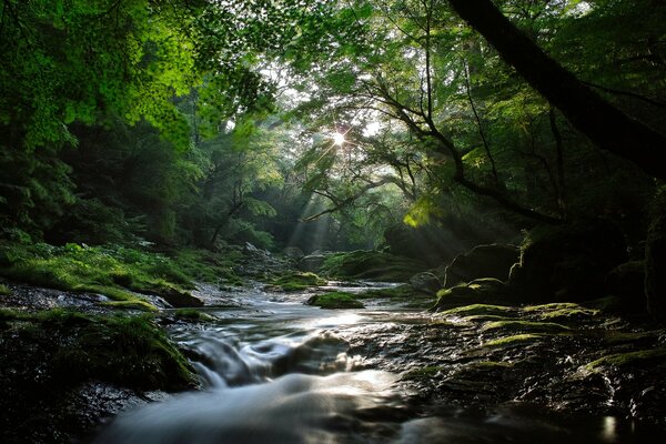 Arroyo fresco del bosque bajo el sol