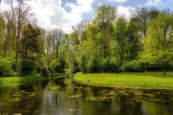 Forest river on a summer day