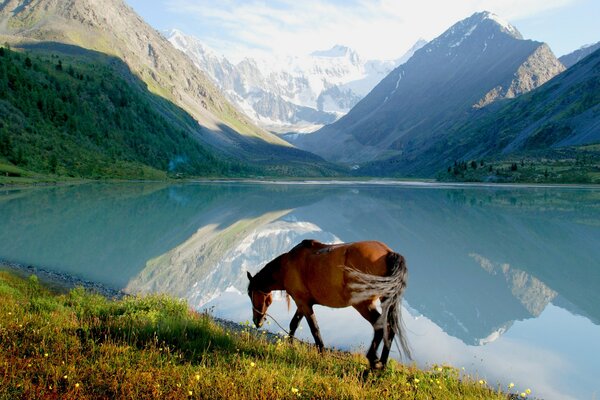 Caballo marrón en el fondo de las montañas y el lago