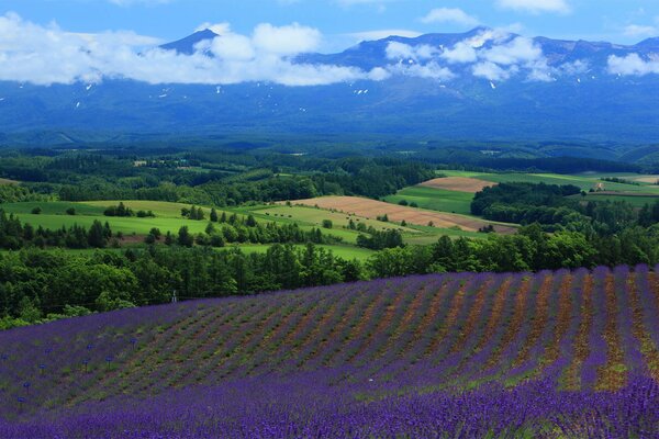 Lavender fields from a bird s-eye view