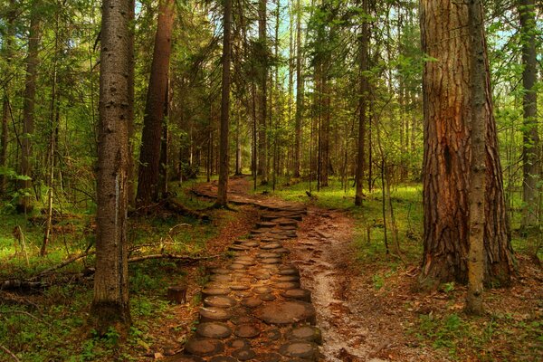 La strada tra gli alberi porta nel boschetto