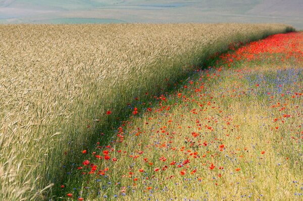 Amapolas rojas y trigo dorado como vecinos